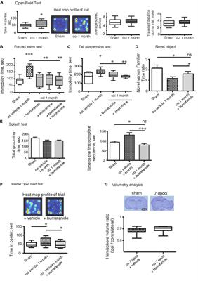 Bumetanide Prevents Brain Trauma-Induced Depressive-Like Behavior